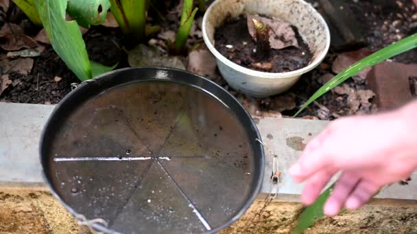 Tigela Plástico Abandonado Vaso Com Água Estagnada Dentro Vista Perto — Vídeo de Stock