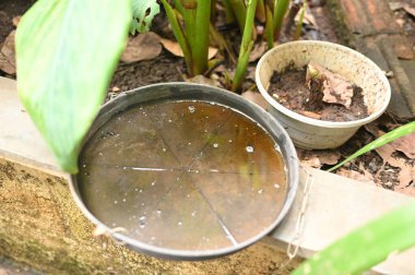 İçinde durgun su olan bir vazoda terk edilmiş plastik bir kase. Aedes aegypti dang chikungunya zika virüsü sivrisineklerinin çoğalması potansiyeli olan sivrisinekleri yakından izleyin.