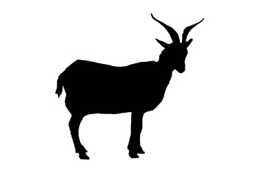 Koyun silueti siyah-beyaz vektör görüntüsü evcil hayvan portresi, güzellik, vücut çizgisi sanatı. Broşür şablonu ya da web tasarımında kullanmak için