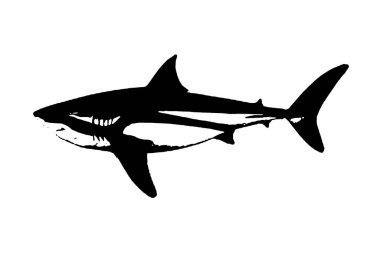 Köpek balığı silueti siyah-beyaz vektör görüntüsü deniz hayvanı portresi, güzellik, vücut çizgisi sanatı. Broşür şablonu ya da web tasarımında kullanmak için.