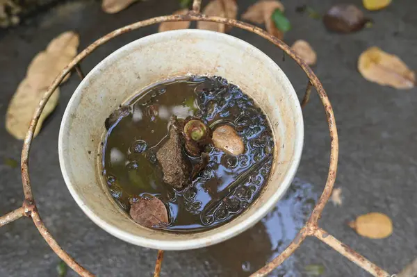 İçinde durgun su olan bir vazoda terk edilmiş plastik bir kase. Manzarayı kapat. Potansiyel üreme alanında sivrisinekler