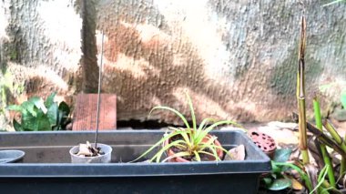 İçinde durgun su olan bir vazoda terk edilmiş plastik bir kase. Manzarayı kapat. Potansiyel üreme alanında sivrisinekler. Aedes aegypti sivrisinekleri, dang, chikungunya, zika virüsü çoğalıyor.