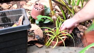 İçinde durgun su olan bir vazoda terk edilmiş plastik bir kase. Manzarayı kapat. Potansiyel üreme alanında sivrisinekler. Aedes aegypti sivrisinekleri, dang, chikungunya, zika virüsü çoğalıyor.