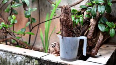 İçinde durgun su olan bir vazoda terk edilmiş plastik bir kase. Manzarayı kapat. Potansiyel üreme alanında sivrisinekler. Aedes aegypti sivrisinekleri, dang, chikungunya, zika virüsü çoğalıyor.
