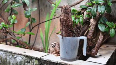 İçinde durgun su olan bir vazoda terk edilmiş plastik bir kase. Manzarayı kapat. Potansiyel üreme alanında sivrisinekler. Aedes aegypti sivrisinekleri, dang, chikungunya, zika virüsü çoğalıyor.