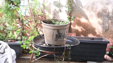 İçinde durgun su olan bir vazoda terk edilmiş plastik bir kase. Manzarayı kapat. Potansiyel üreme alanında sivrisinekler. Aedes aegypti sivrisinekleri, dang, chikungunya, zika virüsü çoğalıyor.