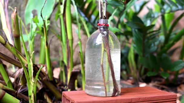 塑料碗被扔在装有积水的花瓶里 蚊子在潜在繁殖地的繁殖 埃及伊蚊 登革热 基孔肯亚 齐卡病毒的扩散 — 图库视频影像