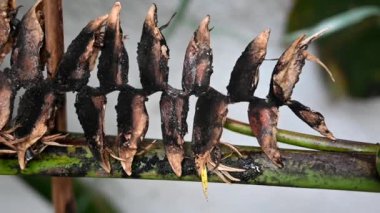 Süslü muz bitkisi yaprağı paslanmış sarı Sigatoka botanikleri