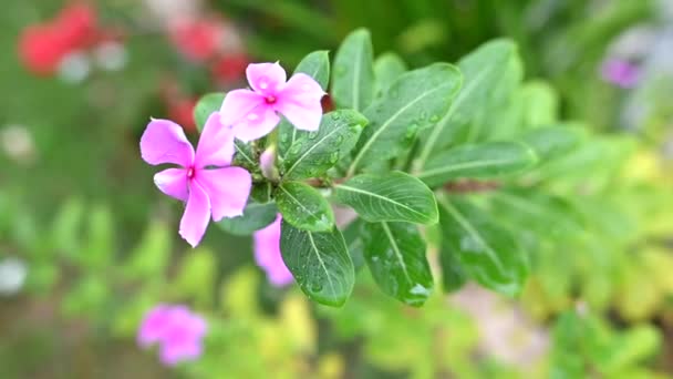 Rózsaszín Virág Szégyentelen Mária Kert Növény Botanikai Gyönyörű Természet — Stock videók
