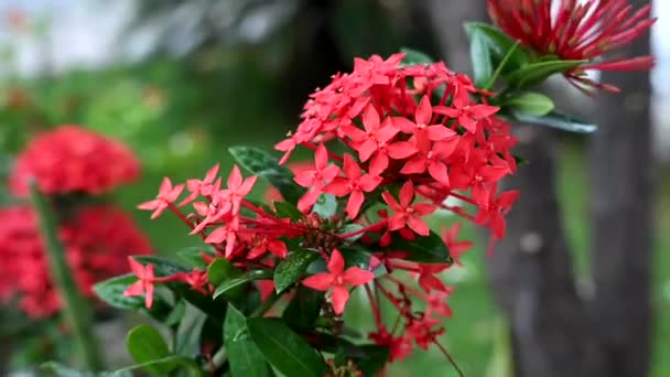 Flores Jardín Rojo Ixora Coccinea Natural Planta Botánica — Vídeos de Stock