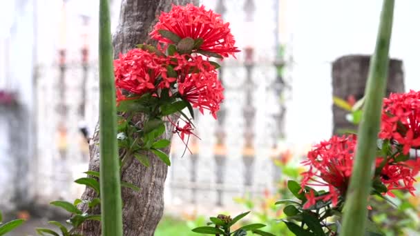 Fiore Giardino Rosso Ixora Coccinea Impianto Naturale Botanico — Video Stock