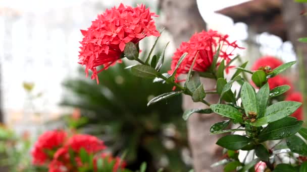 Red Garden Flower Ixora Coccinea Természeti Növényi Botanikai — Stock videók