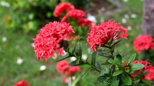 Czerwony Kwiat Ogrodowy Ixora Coccinea Natural Plant Botanical — Wideo stockowe