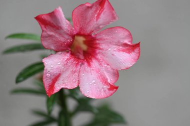 makro fotoğraf suyu çiçek çiğ damlasına düşer. Kırmızı çiçek üzerine bulanık arkaplan..
