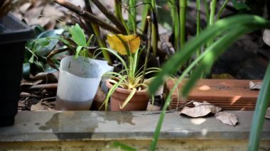 İçinde durgun su bulunan bir vazoda terk edilmiş plastik bir kase. Sivrisinekleri yakından izleyin. Toprakta çoğalan aedes aegypti sivrisinekleri, dang, chikungunya, zika virüsü.