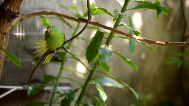 Divoký Pták Zelený Papoušek Protáhnout Své Křídlo Zvíře Krása Image — Stock video