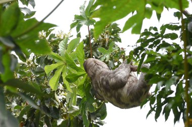 sloth wild animal from the Brazilian forests image clipart