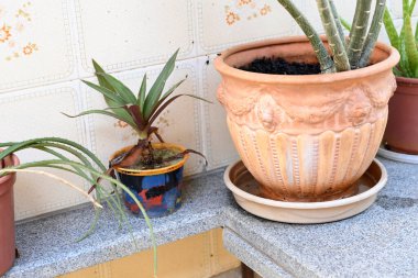 İçinde durgun su olan bir vazoda terk edilmiş plastik bir kase. Manzarayı kapat. Potansiyel üreme alanında sivrisinekler