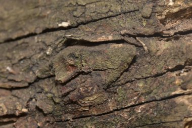 rustik ahşap dokusu metin resmi için alanı olan doku arkaplanı kullanmak için idealdir