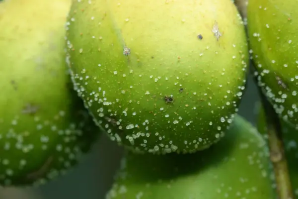 stock image macro photography aphid plant pest vegetation disease 