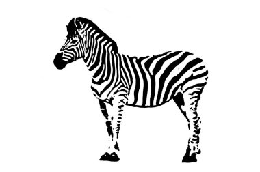 Zebra siluetinin siyah ve beyaz vektör görüntüsü vahşi hayvan portresi, güzellik, vücut çizgisi sanatı. Broşür şablonu ya da web tasarımı resimlerinde kullanmak için