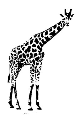 Zürafa siluetinin siyah ve beyaz vektör görüntüsü vahşi hayvan portresi, güzellik, vücut çizgisi sanatı. Broşür şablonu ya da web tasarımı resimlerinde kullanmak için