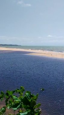 Mercanlar, Brezilya kıyıları, deniz yosunu, Atlantik okyanusu, deniz dokusu, arka plan görüntüsü.