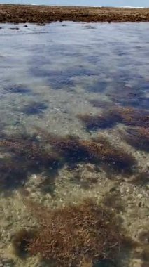 Mercanlar, Brezilya kıyıları, deniz yosunu, Atlantik okyanusu, deniz dokusu, arka plan görüntüsü.