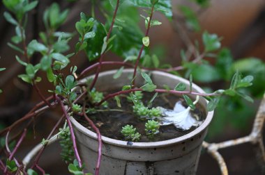 abandoned bottle container with stagnant water inside, a place of proliferation of aedes aegypti larvae, dengue, chikungunya, zika virus contaminated water epidemic mosquito breeding