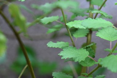 Myrrh, Commiphora myrha familyasından bir bitki türü. resim