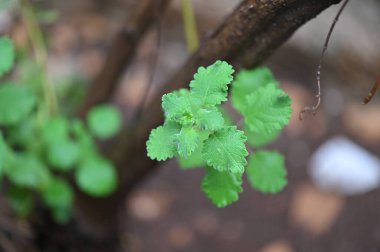 Myrrh, Commiphora myrha familyasından bir bitki türü. resim