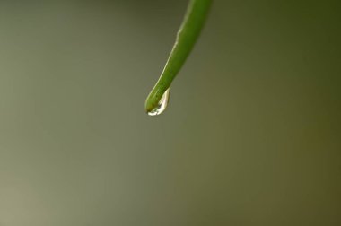 Su damlaları tabiat yaprağına ıslak bitki çiğ yağmur kılıcı bitkilere
