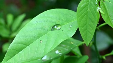 Su damlaları tabiat yaprağına ıslak bitki çiğ yağmur kılıcı bitkilere