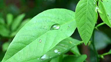 Su damlaları tabiat yaprağına ıslak bitki çiğ yağmur kılıcı bitkilere