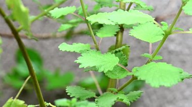 Myrrh, Commiphora myrha familyasından bir bitki türü. resim
