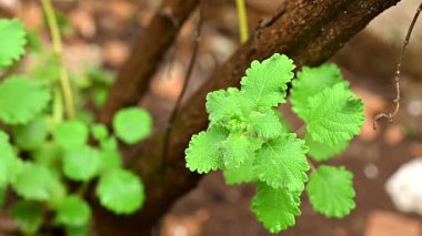 Myrrh, Commiphora myrha familyasından bir bitki türü. resim