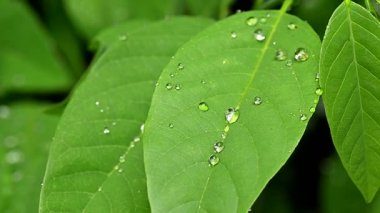 Su damlaları tabiat yaprağına ıslak bitki çiğ yağmur kılıcı bitkilere