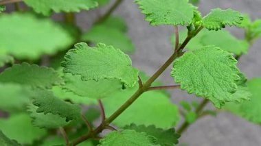 Myrrh, Commiphora myrha familyasından bir bitki türü. resim