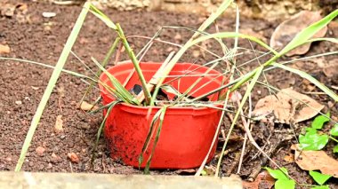 abandoned bottle container with stagnant water inside, a place of proliferation of aedes aegypti larvae, dengue, chikungunya, zika virus contaminated water epidemic mosquito breeding