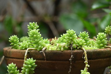 Lezzetli bahçe bitkisi doğa doğal botanik bitki dekorasyonu