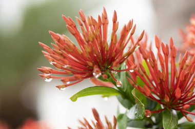 Kırmızı ixora ıslak yeşil yapraklı bahçe çiçeği bulanık arka planda su damlaları var. Konsepte odaklan. Mesaj için yer var. Çiçek doğası