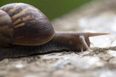 Bahçe salyangozları ve sümüklüböcekler şehir salyangozları otobur hayvan Phylum Mollusca, Latin yumuşakça köstebeği, omurgasız yumuşakçalardan