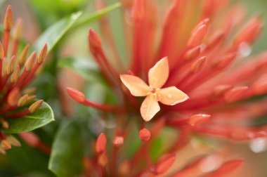 Kırmızı ixora ıslak yeşil yapraklı bahçe çiçeği bulanık arka planda su damlaları var. Konsepte odaklan. Mesaj için yer var. Çiçek doğası