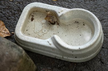 Durgun su salgını. Muhtemel sivrisinekler. Aedes aegypti çoğalması, dang humması, chikungunya, zika virüsü, sivrisinek larvası hastalığı.