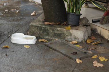 Durgun su salgını. Muhtemel sivrisinekler. Aedes aegypti çoğalması, dang humması, chikungunya, zika virüsü, sivrisinek larvası hastalığı.