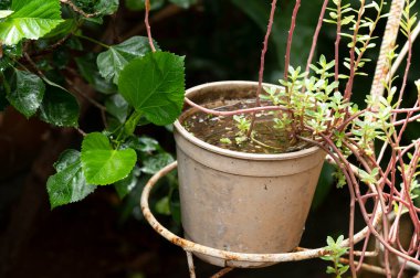 Durgun su salgını. Muhtemel sivrisinekler. Aedes aegypti çoğalması, dang humması, chikungunya, zika virüsü, sivrisinek larvası hastalığı.