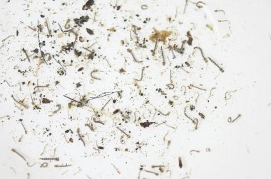 Aedes larvası ve pupa.