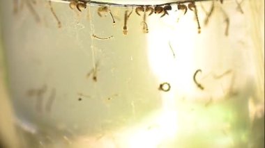 Aedes larvası ve pupae aegypti ve Aedes albopictus sivrisinek durgun su salgını. Sivrisineklerin olası üremesi. Aedes, dang, chikungunya, zika virüsü, hastalıkların çoğalması