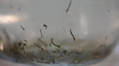 Aedes larvası ve pupae aegypti ve Aedes albopictus sivrisinek durgun su salgını. Sivrisineklerin olası üremesi. Aedes, dang, chikungunya, zika virüsü, hastalıkların çoğalması