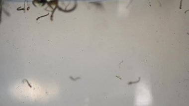 Aedes larvası ve pupae aegypti ve Aedes albopictus sivrisinek durgun su salgını. Sivrisineklerin olası üremesi. Aedes, dang, chikungunya, zika virüsü, hastalıkların çoğalması